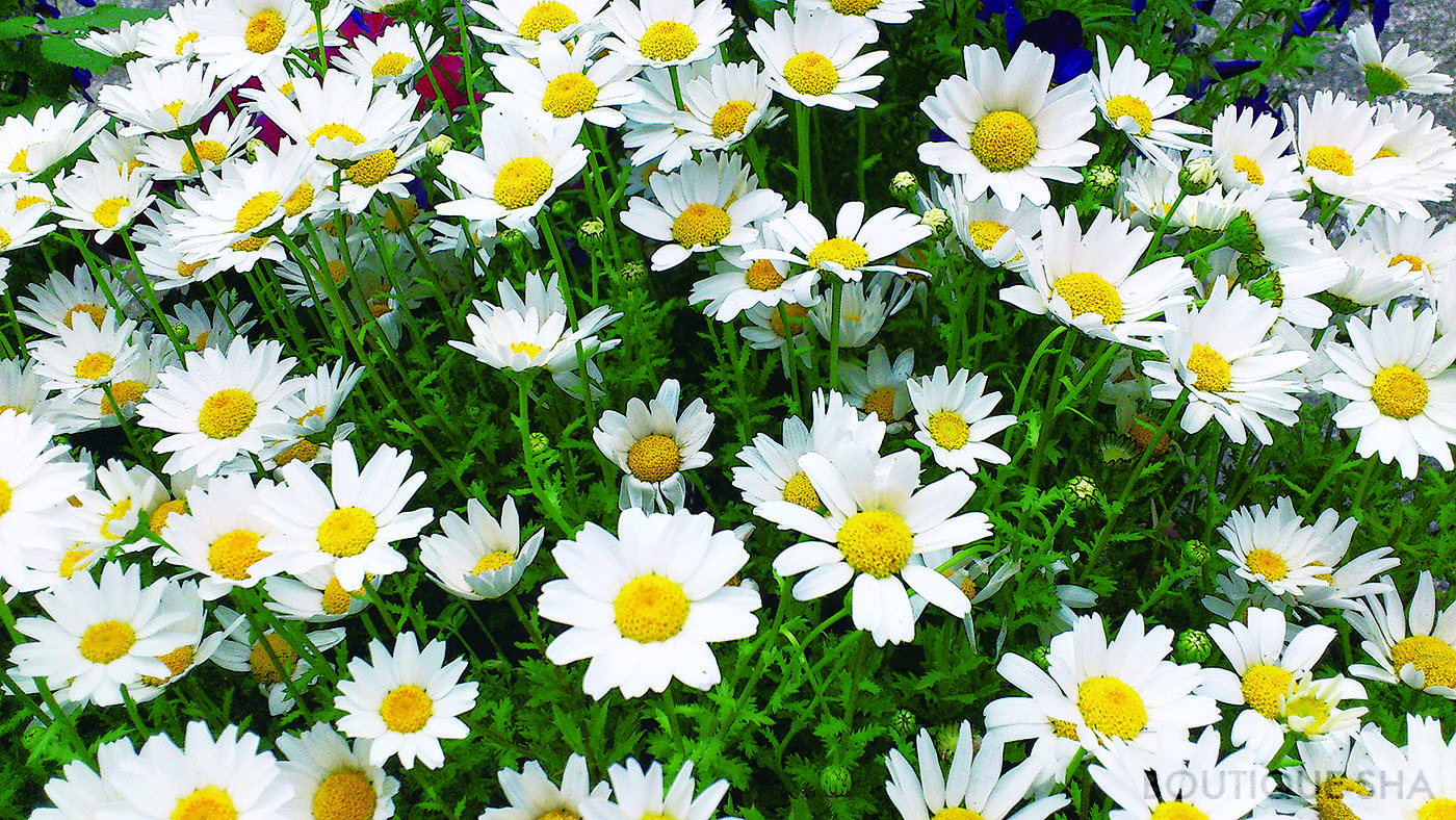 はじめての園芸シリーズ 花づくり 本の情報 ブティック社