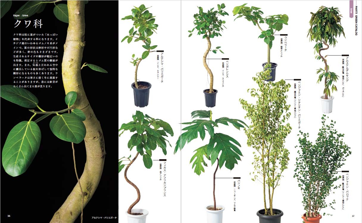 Interior Green インテリアグリーン 本の情報 ブティック社