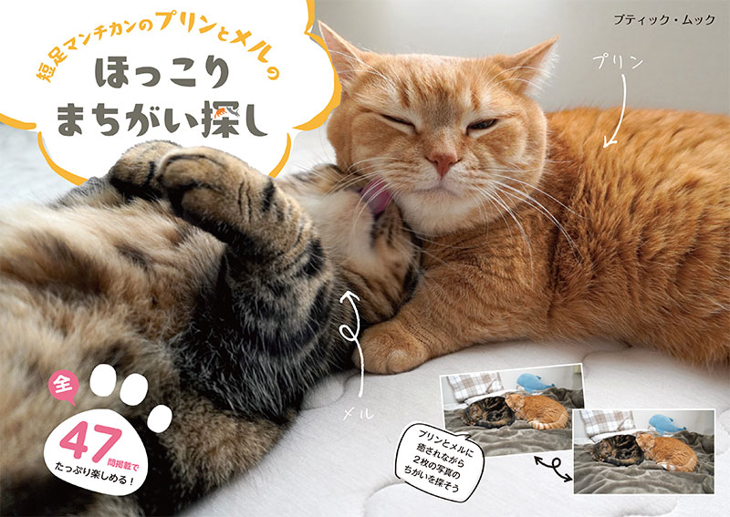 短足マンチカンのプリンとメルのほっこりまちがい探し | 本の